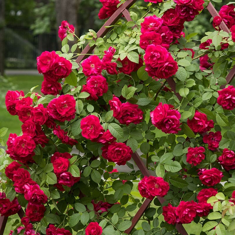 Klätterros Flammentanz, 1-Pack