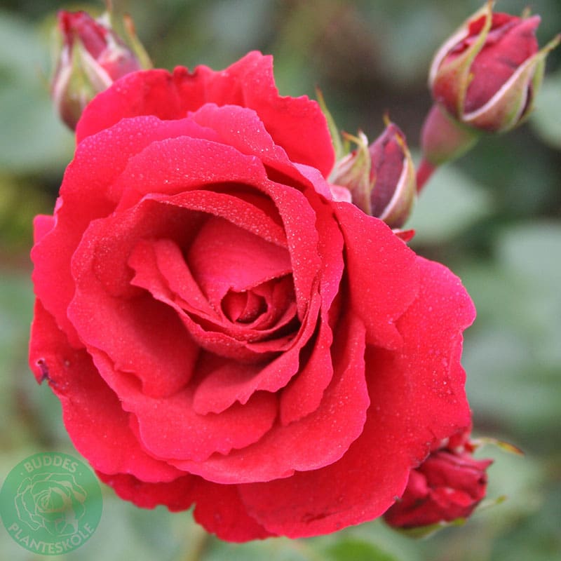 Klätterros Sympathie, 5-Pack