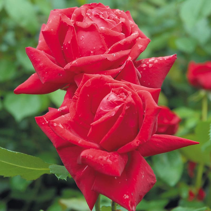Storblommig ros Isabella Rossellini, 5-Pack