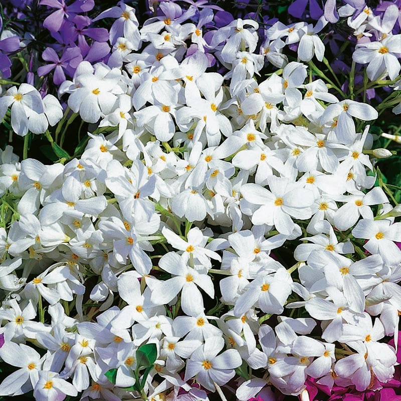 Krypflox "Alba", 15-Pack