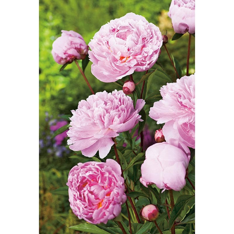 Luktpion 'Sarah Bernardt', 1-Pack