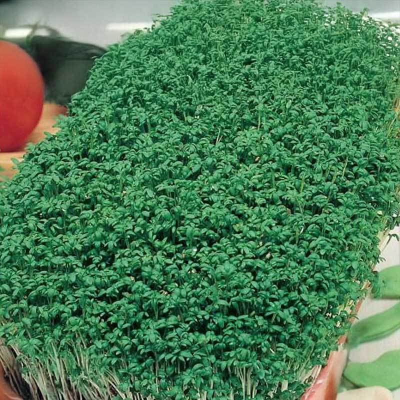 Cress 'Einfache grüne' MaxiPack