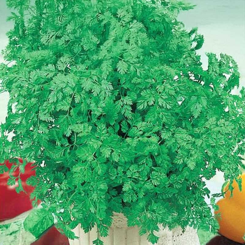 Chervil 'Commun'