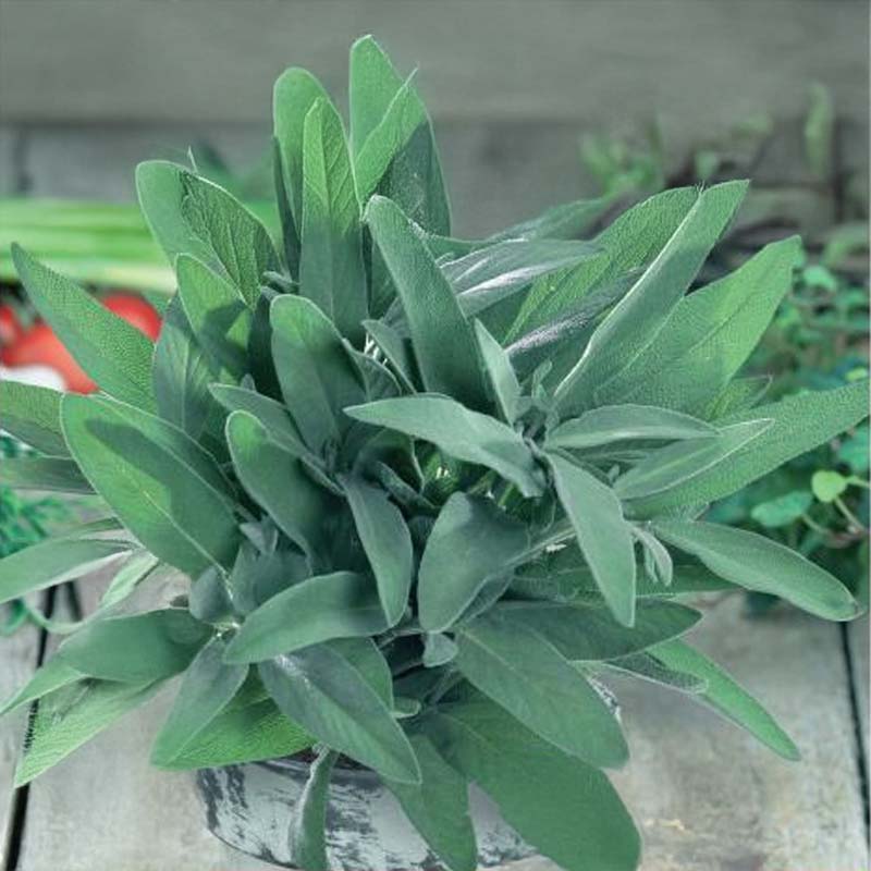 Medicinal Sage 'Allerlei'