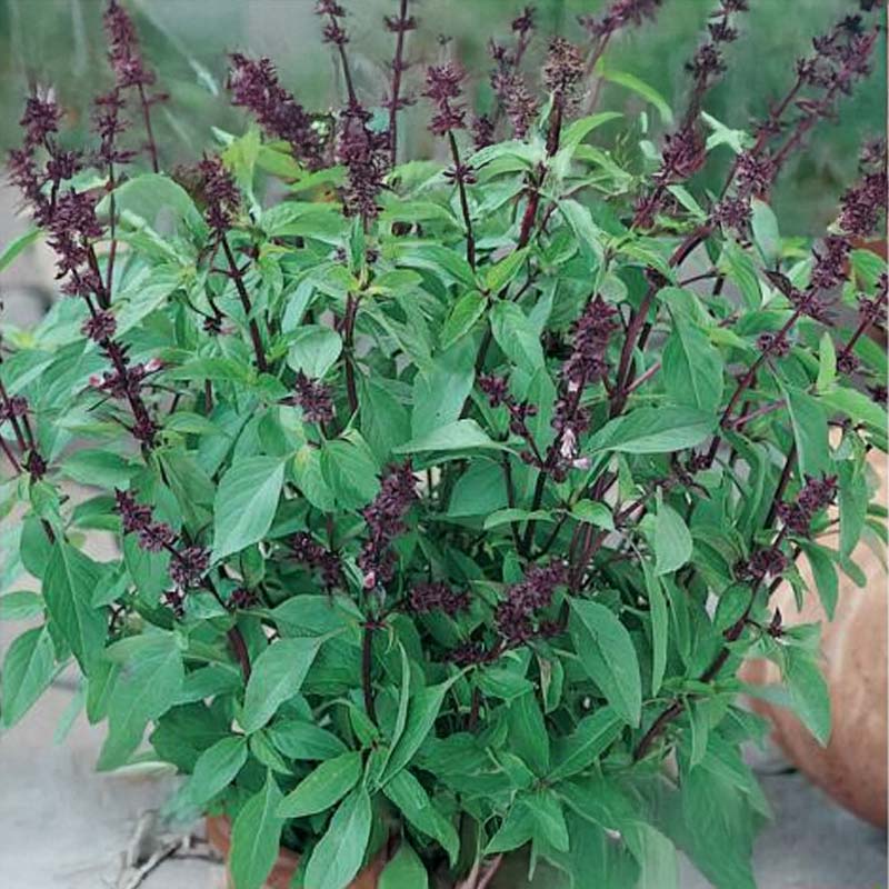 Thai Basil 'Siam Queen'