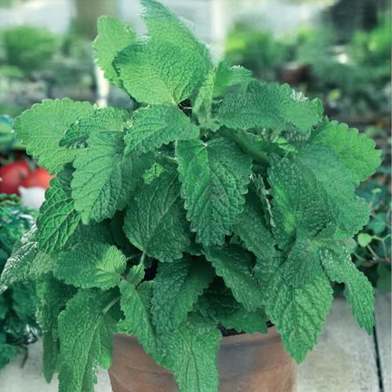 Lemon Balm 'Lima'