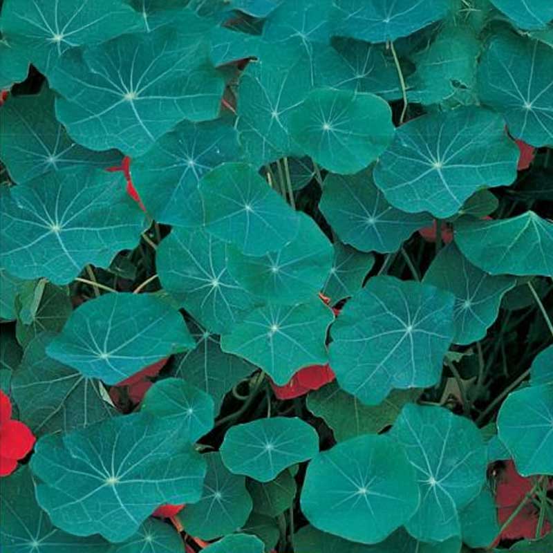 Nasturtium 'Blue Pepe'