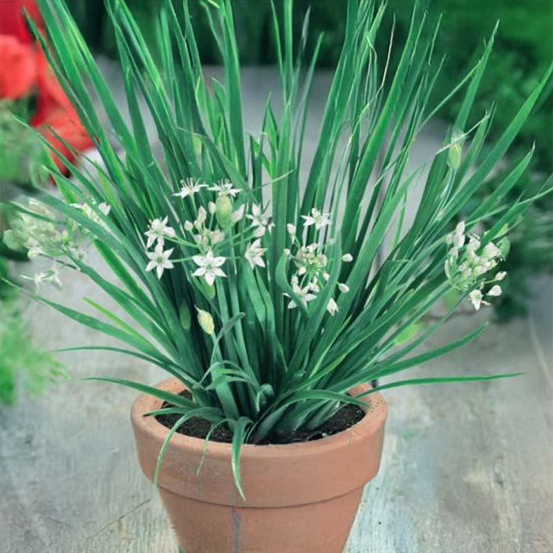 Chinese Chives