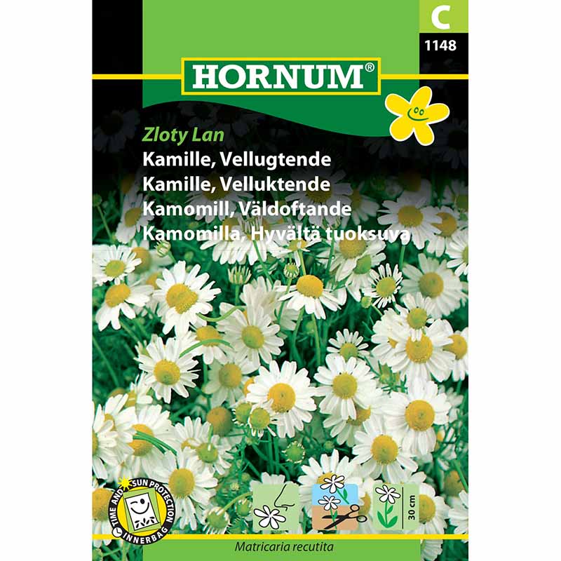 Chamomile 'Zloty Lan'