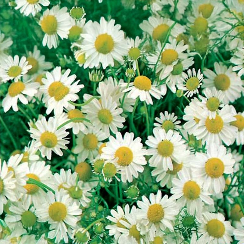 Chamomile 'Zloty Lan'