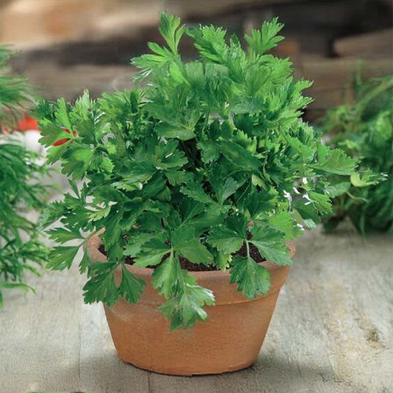 Leaf Celery 'Gewone Snij'