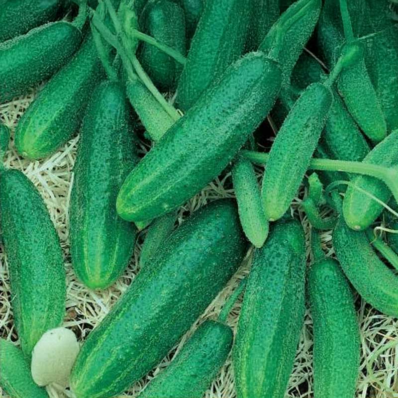 Outdoor Cucumber 'Libelle' F1