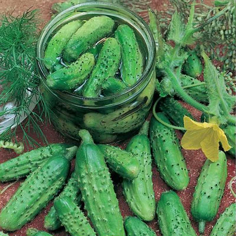 Outdoor Cucumber 'Vorgebirgstrauben'