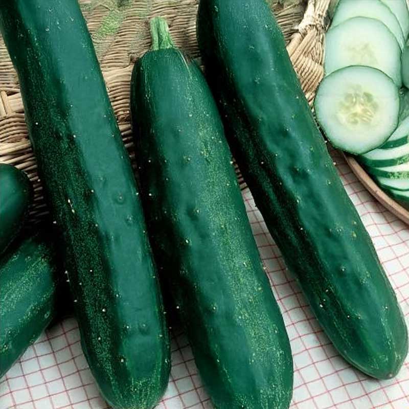 Slicing Cucumber 'Jazzer' F1