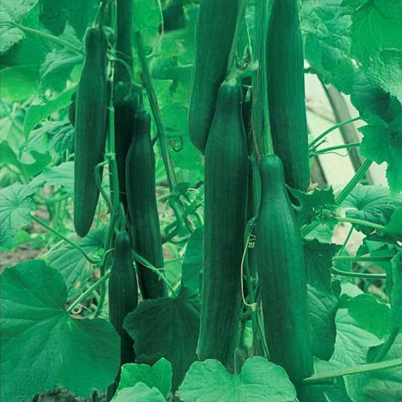 Slicing Cucumber 'Saladin' F1