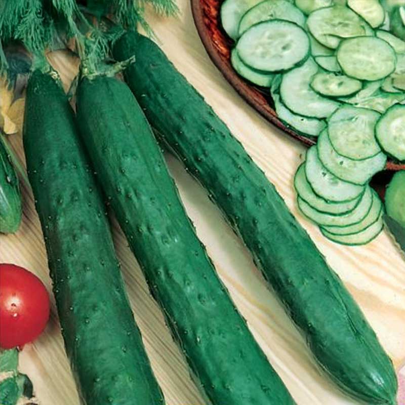 Slicing Cucumber 'Burpless Tasty Green' F1