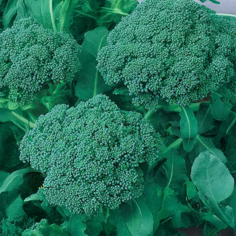Broccoli 'Ramoso Calabrese'