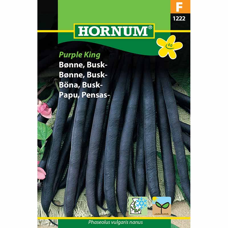 Bush Bean 'Purple King'