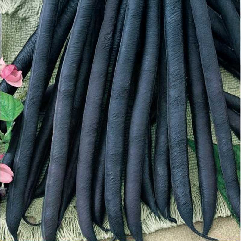 Bush Bean 'Purple King'