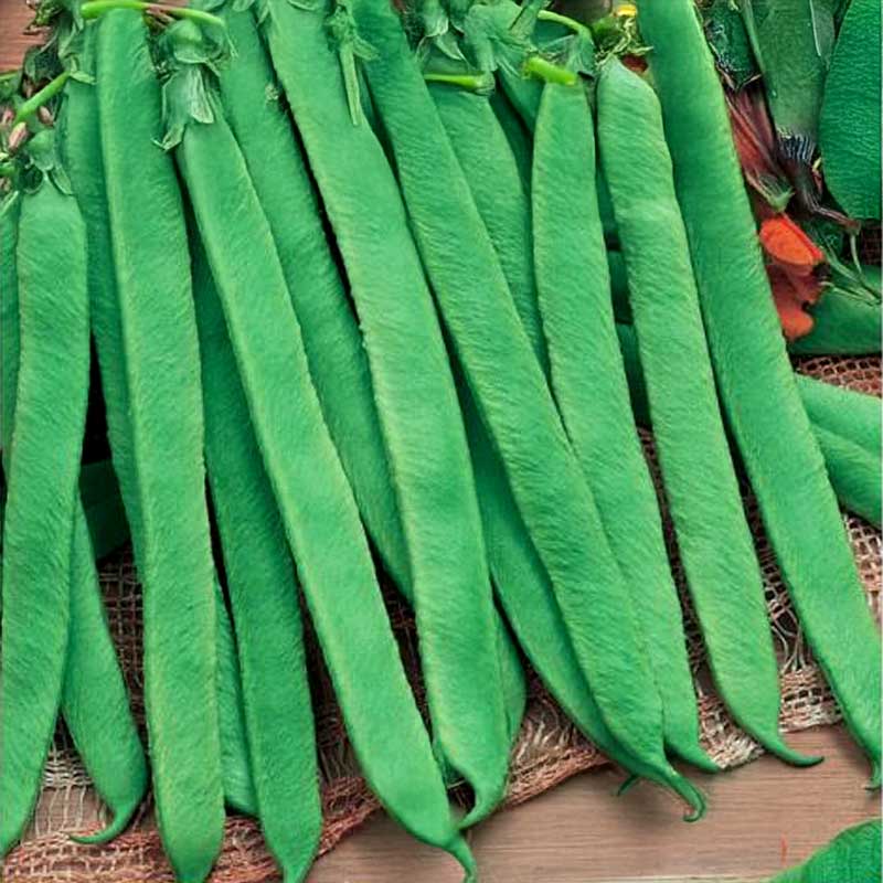 Runner Bean 'Preisgewinner'