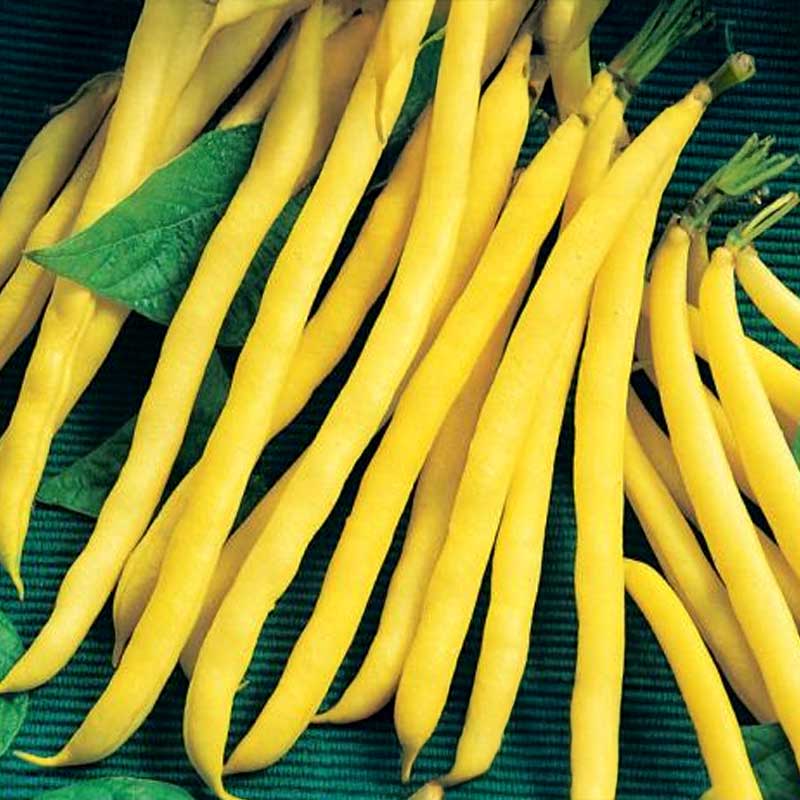 Snap Bean 'Neckargold'