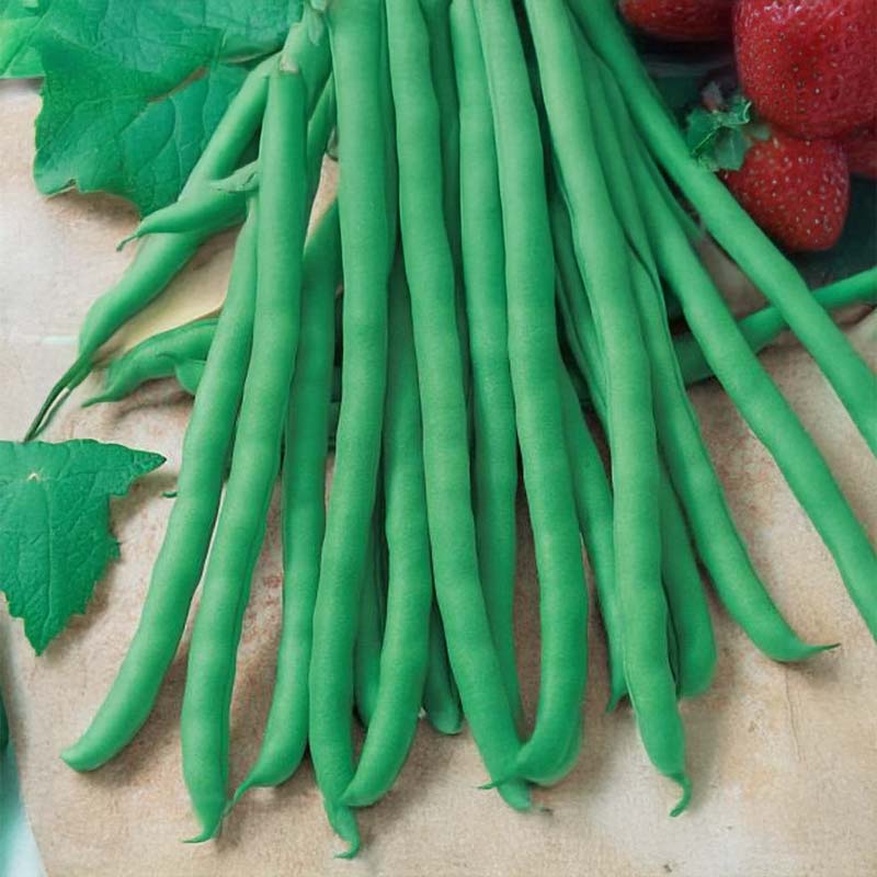 Snap Bean 'Rakker'