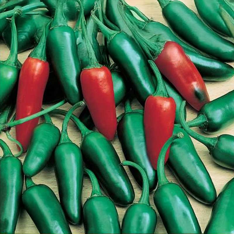 Chili Pepper 'Jalapeno M'