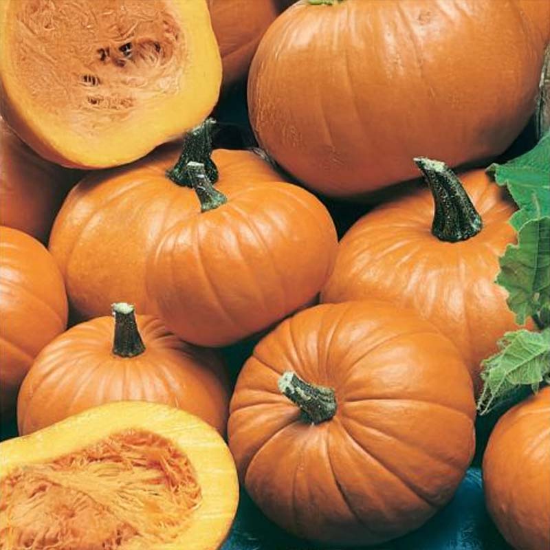 Oil Pumpkin 'Baby Bear'