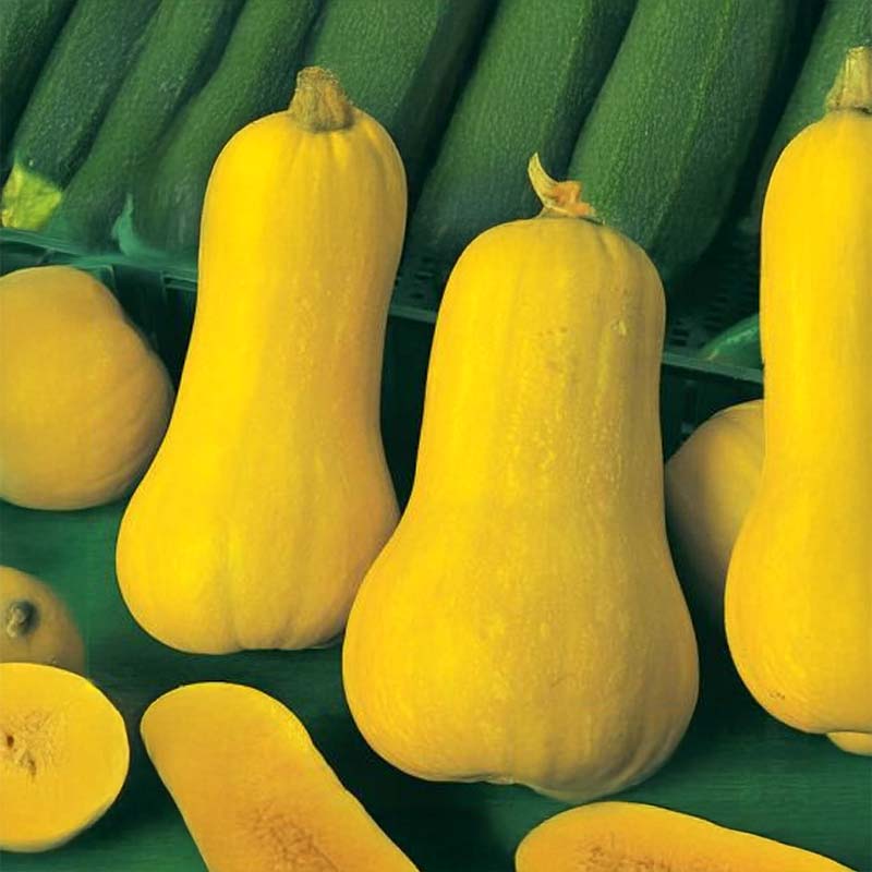 Butternut Squash 'Tiana' F1
