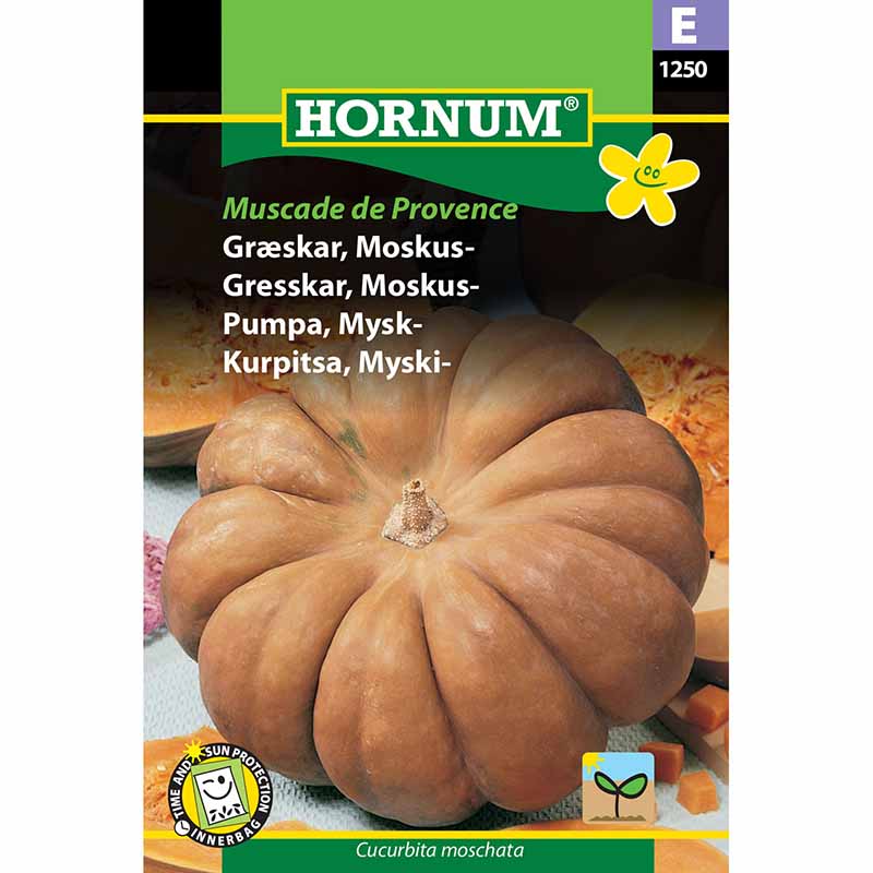 Butternut Squash 'Muscade de Provence'