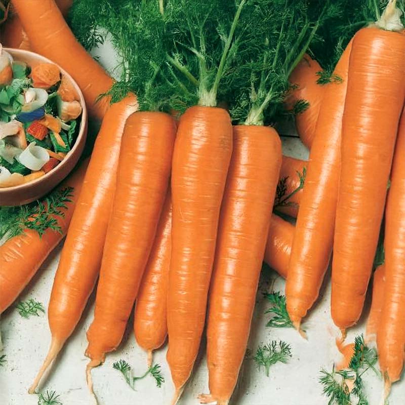 Summer Carrot 'Rotin'