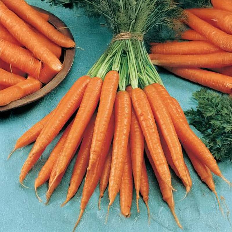 Summer Carrot 'Sugarsnax 54' F1