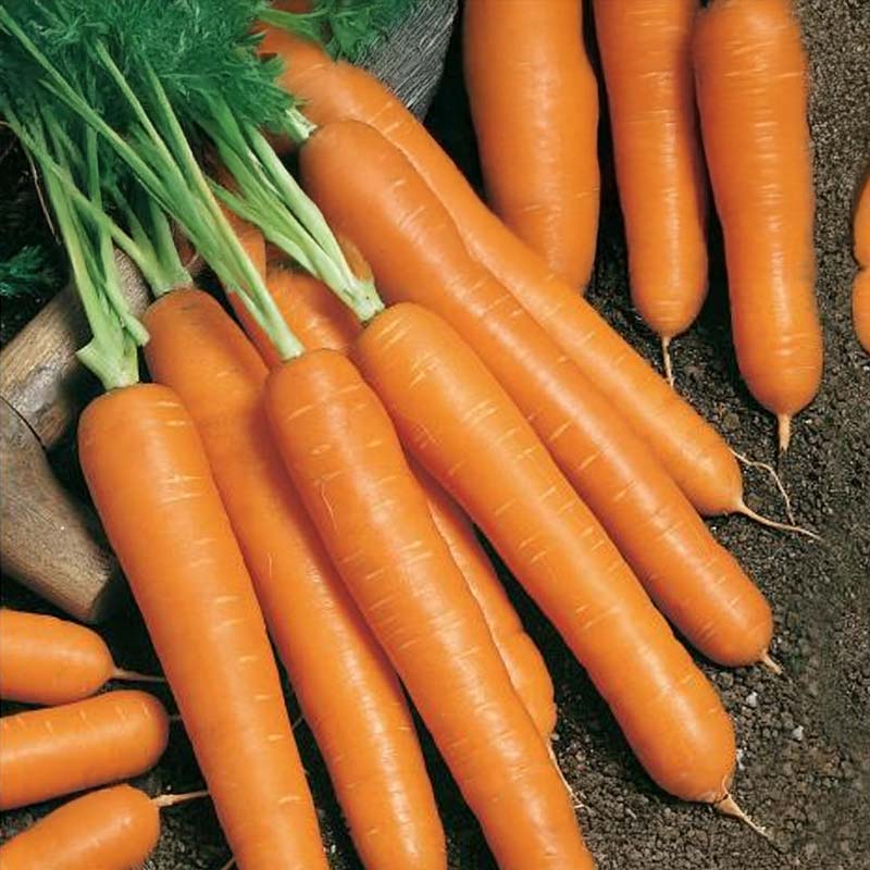Summer Carrot 'Napoli' F1