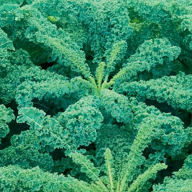 Kale 'Halbhoher grüner krauser'