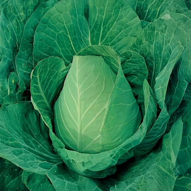 Pointed Cabbage 'Filderkraut'