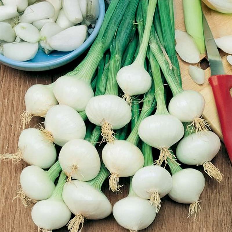 Onion 'De Vaugirard'