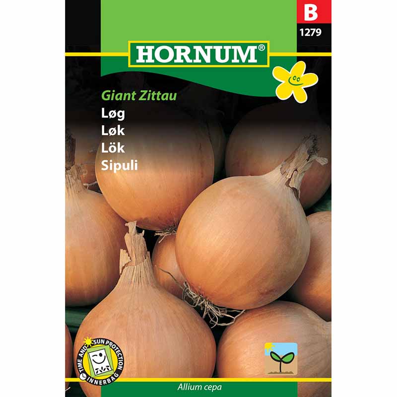 Onion 'Giant Zittau'