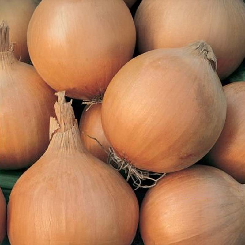 Onion 'Giant Zittau'