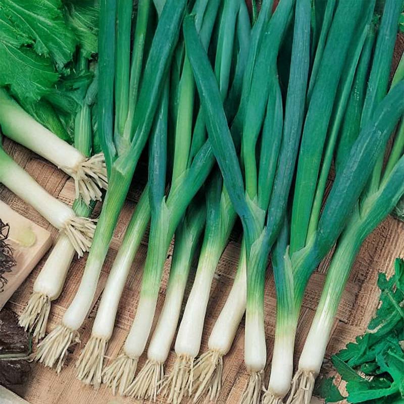Welsh Onion 'Kaigaro'