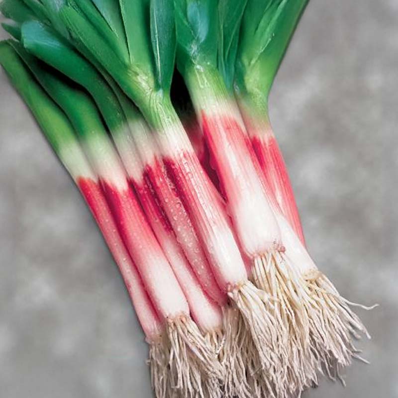 Welsh Onion 'Red Toga'