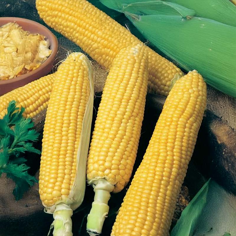 Sweet Corn 'Sweet Nugget' F1