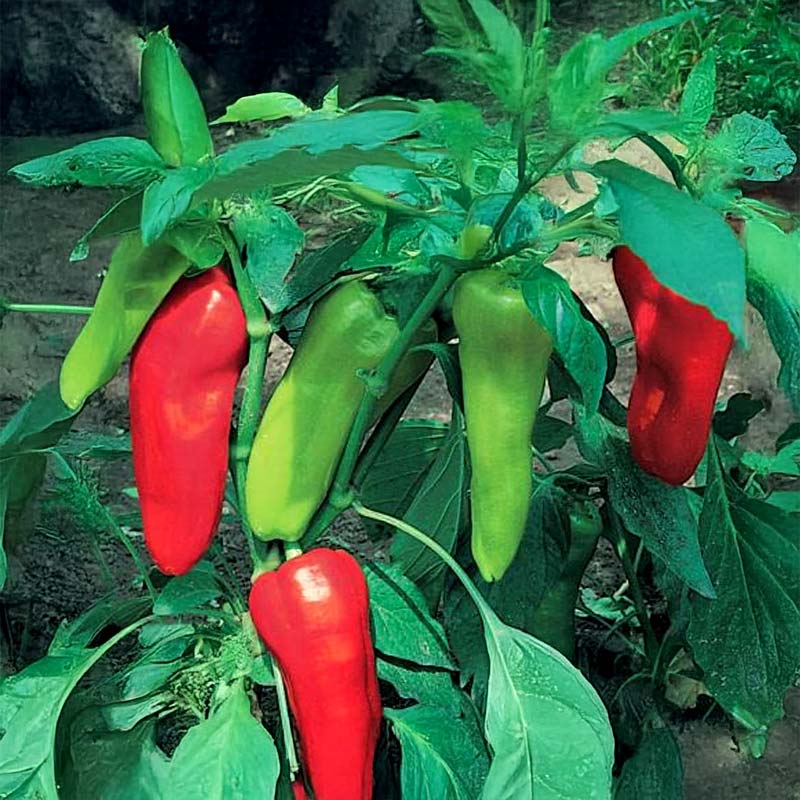 Sweet Pepper 'Kostas' F1