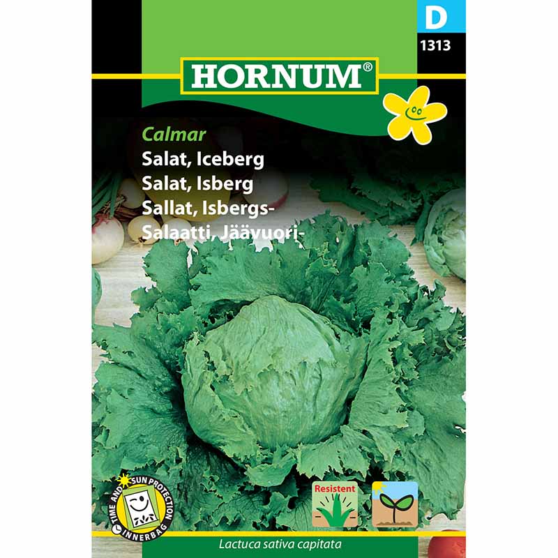 Iceberg Lettuce 'Calmar'