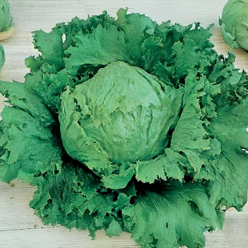 Iceberg Lettuce 'Calmar'