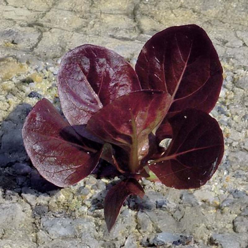 Romaine Lettuce 'Ovired'