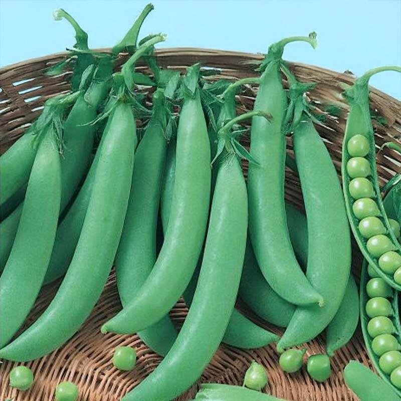 Shelling Pea 'Bördi'