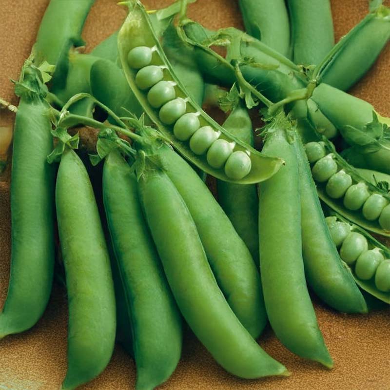 Shelling Pea 'Markana'