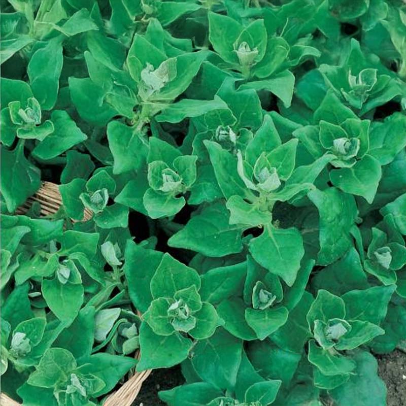 New Zealand Spinach 'Carlas Bester'