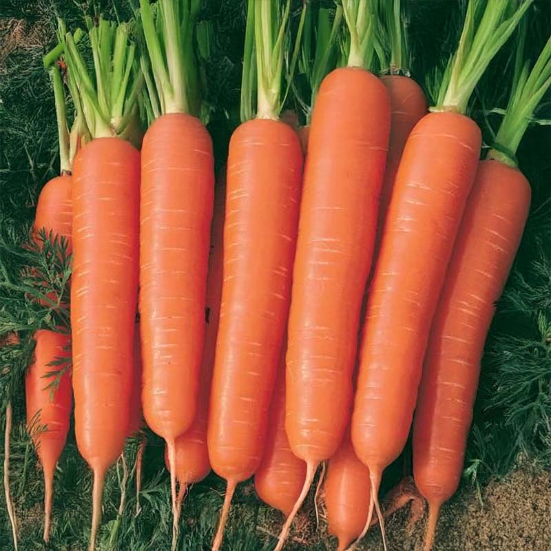 Winter Carrot 'Bolero' F1