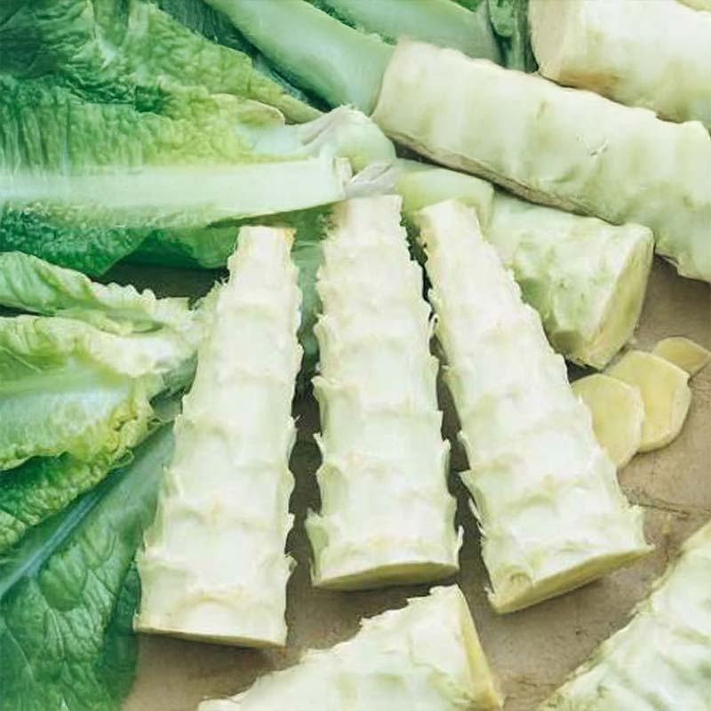 Stem Lettuce 'Celtuce'